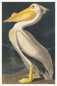 Obrazová reprodukcia The White Pelican (Birds) - John James Audubon