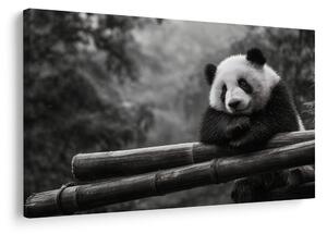 Obraz panda odpočívajúca na bambuse