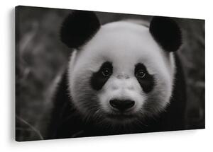 Obraz roztomilá panda v prírode