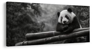 Obraz pokojná panda v prírode