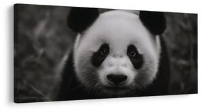 Obraz čiernobiela panda s úsmevom