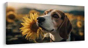 Obraz beagle so slnečnicou