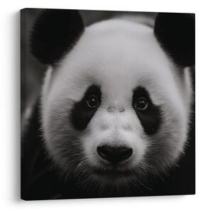 Obraz panda na čiernom pozadí