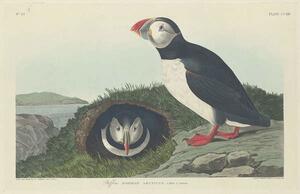 John James (after) Audubon - Obrazová reprodukcia Puffin, 1834, (40 x 26.7 cm)