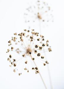 Fotografia Dried Flower_2_natural, Studio Collection