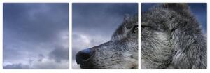 Obraz vlka (Obraz 90x30cm)