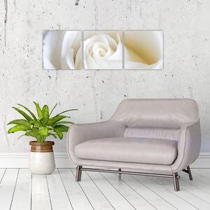 Obraz biele ruže (Obraz 90x30cm)