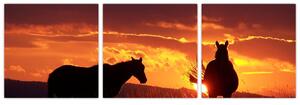 Obraz - kone pri západe slnka (Obraz 90x30cm)