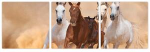 Obrazy bežiacich koní (Obraz 90x30cm)