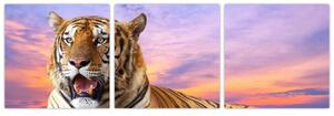 Obraz ležiaceho tigra (Obraz 90x30cm)