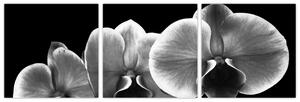Čiernobiely obraz - orchidea (Obraz 90x30cm)
