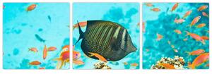 Obraz rýb v akváriami (Obraz 90x30cm)