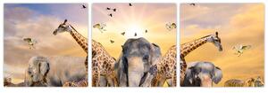 Obraz - safari (Obraz 90x30cm)