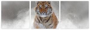 Obraz bežiaceho tigra (Obraz 90x30cm)