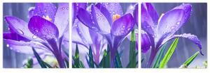 Obraz kvetov pri daždi (Obraz 90x30cm)