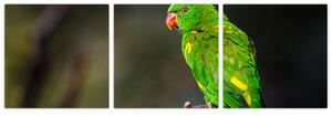 Obraz zeleného papagája (Obraz 90x30cm)