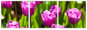 Obraz kvitnúcich tulipánov (Obraz 90x30cm)
