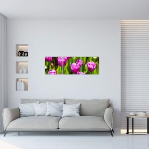 Obraz kvitnúcich tulipánov (Obraz 90x30cm)