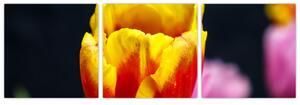 Obraz tulipánu (Obraz 90x30cm)