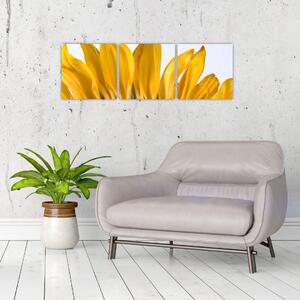 Obraz kvetu slnečnice (Obraz 90x30cm)