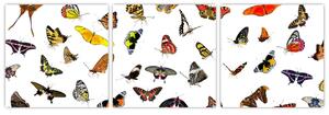 Obrazy motýľov (Obraz 90x30cm)
