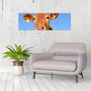 Obraz kravy (Obraz 90x30cm)