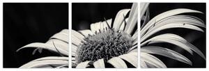 Čiernobiely obraz kvetu (Obraz 90x30cm)