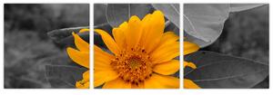 Obraz oranžového kvetu (Obraz 90x30cm)