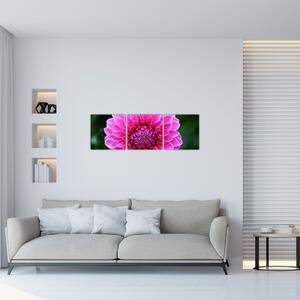 Obraz ružového kvetu (Obraz 90x30cm)
