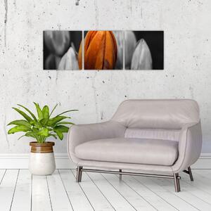 Oranžový tulipán medzi čiernobielymi - obraz (Obraz 90x30cm)
