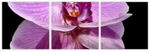Obraz - orchidea (Obraz 90x30cm)