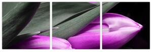 Obraz fialových tulipánov (Obraz 90x30cm)