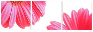 Obraz kvetín - astra (Obraz 90x30cm)