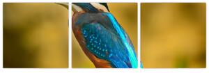 Obraz - farebný vták (Obraz 90x30cm)