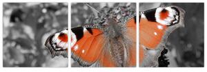 Oranžový motýľ - obraz (Obraz 90x30cm)