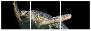 Obraz plávajúce korytnačky (Obraz 90x30cm)