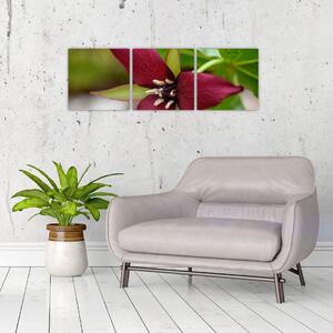 Kvitnúca rastlina - obrazy do domu (Obraz 90x30cm)