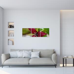 Kvitnúca rastlina - obrazy do domu (Obraz 90x30cm)