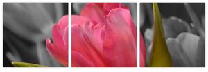 Obraz červeného tulipánu na čiernobielom pozadí (Obraz 90x30cm)