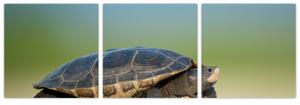 Obraz korytnačky - moderné obrazy (Obraz 90x30cm)