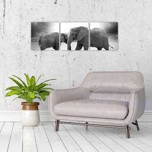 Obraz - slony (Obraz 90x30cm)