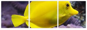 Obraz - žlté ryby (Obraz 90x30cm)