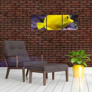 Obraz - žlté ryby (Obraz 90x30cm)