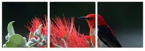 Obraz vtákov - červená (Obraz 90x30cm)