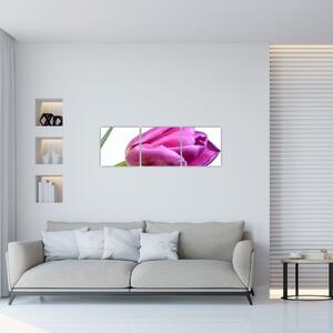 Obraz ružového tulipánu (Obraz 90x30cm)
