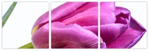 Obraz ružového tulipánu (Obraz 90x30cm)