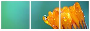 Obraz oranžového kvetu (Obraz 90x30cm)