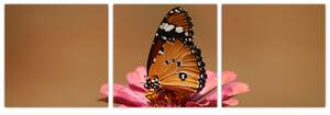 Obraz motýľa (Obraz 90x30cm)
