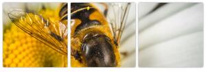 Obraz - detail včely (Obraz 90x30cm)