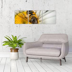 Obraz - detail včely (Obraz 90x30cm)